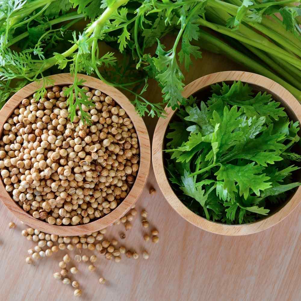 Dhaniya Sabut-Coriander Whole.